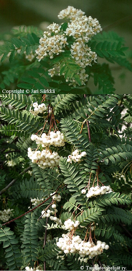 Sorbus frutescens (koehneana), pilvihelmipihlaja
